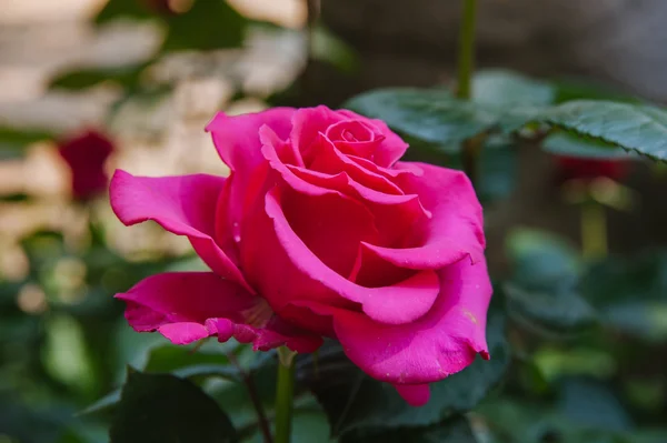 Rosa rosa floreciente —  Fotos de Stock