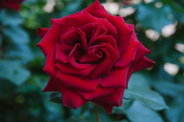 Rosa roja floreciente —  Fotos de Stock