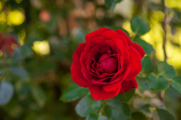 Rosa roja floreciente —  Fotos de Stock