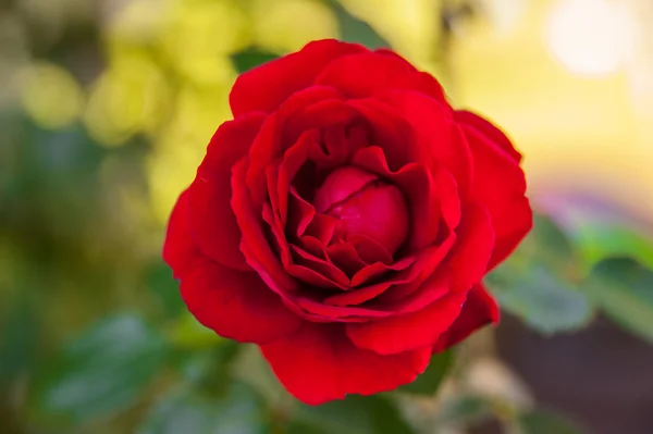Rosa roja floreciente —  Fotos de Stock