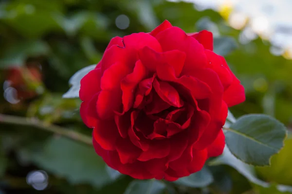 Rosa roja floreciente —  Fotos de Stock