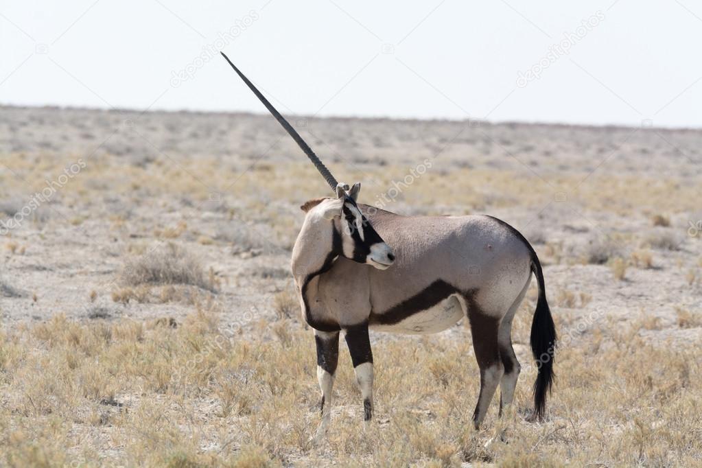 Single horned animals