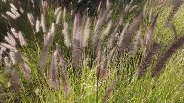 风摇曳在草地上的草 — 图库视频影像