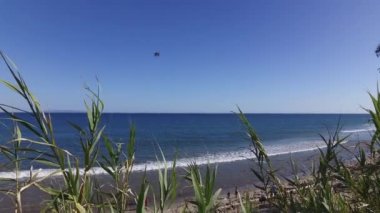 Yeşil sazlık okyanus karşı güçlü rüzgarda sallanan