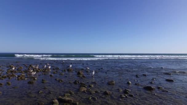 Low tide op het strand in Malibu. Meeuwen zitten op stenen — Stockvideo