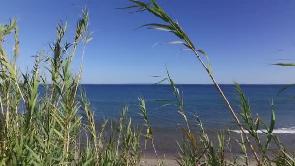 Зелений очерет погойдується сильним вітром проти океану — стокове відео