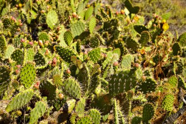 Çiçekli kaktüs ve Hint battaniye kır çiçekleri
