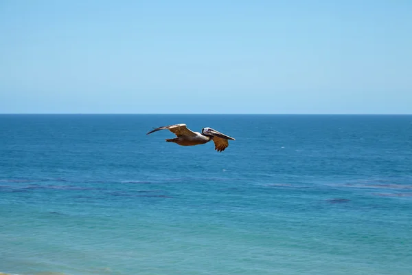 Brauner Pelikan fliegt über den Ozean — Stockfoto