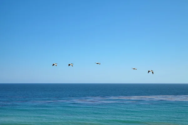 Pélicans bruns survolant l'océan — Photo