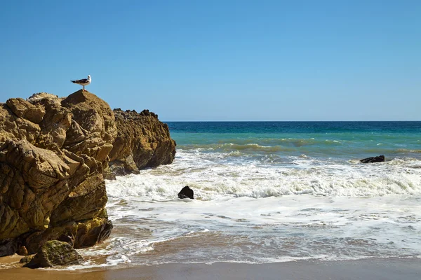 Seagull sitting on a rock Stock Picture