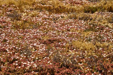 Malibu plajındaki kır çiçekleri