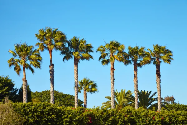 Palmer vid stranden Santa Monica. — Stockfoto