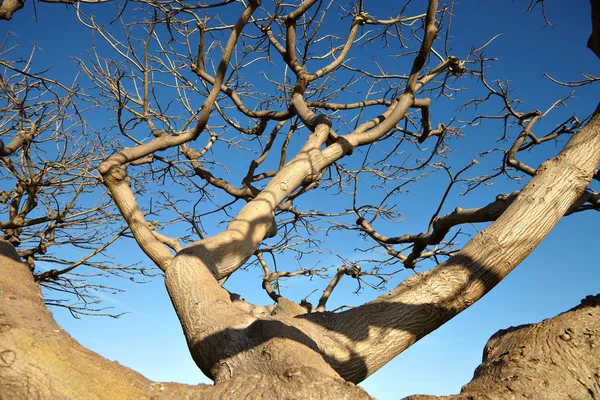 A árvore seca contra o céu azul — Fotografia de Stock