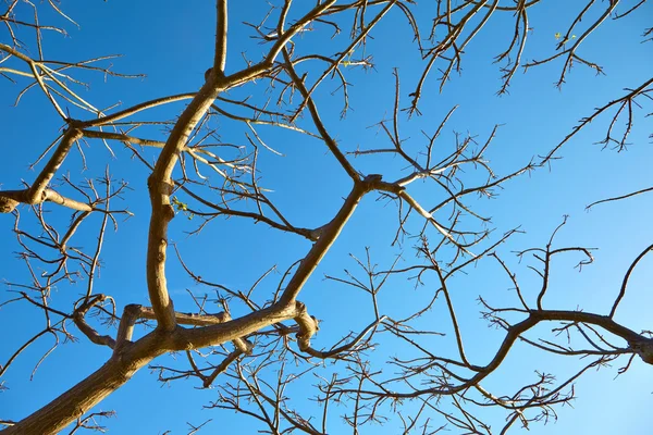 Mavi gökyüzüne karşı kuru ağaç