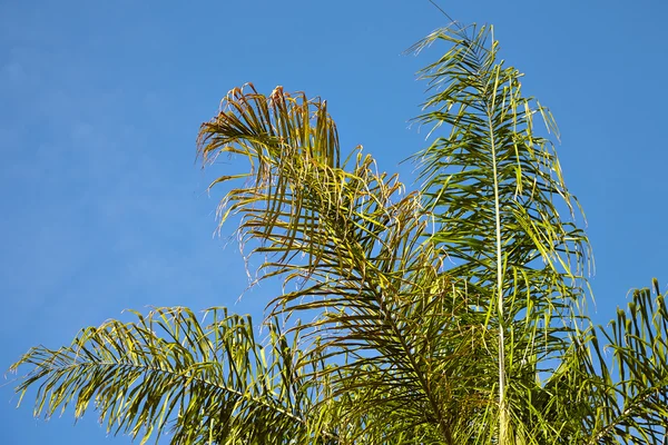 Vista de palmeras contra el cielo — Foto de Stock