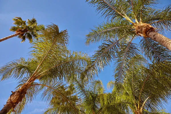 Weergave van palmbomen tegen hemel — Stockfoto