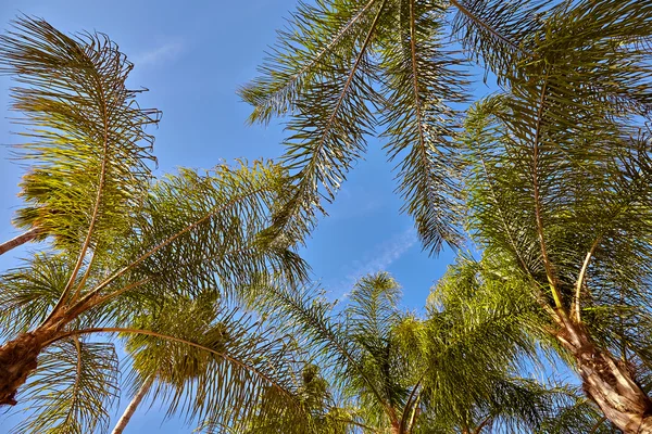 Vista de palmeras contra el cielo — Foto de Stock