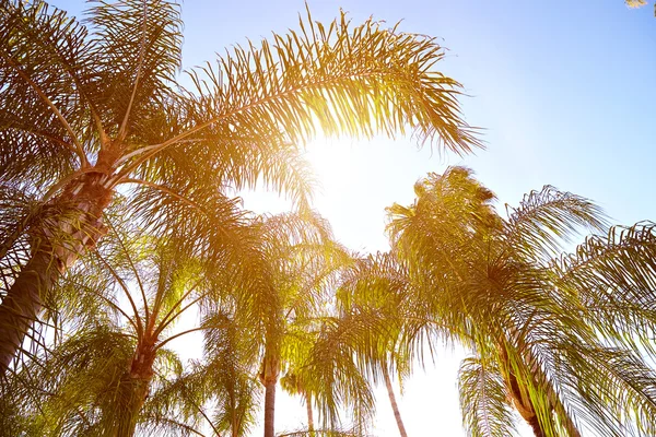 palm ağaçlar gökyüzü görünümü