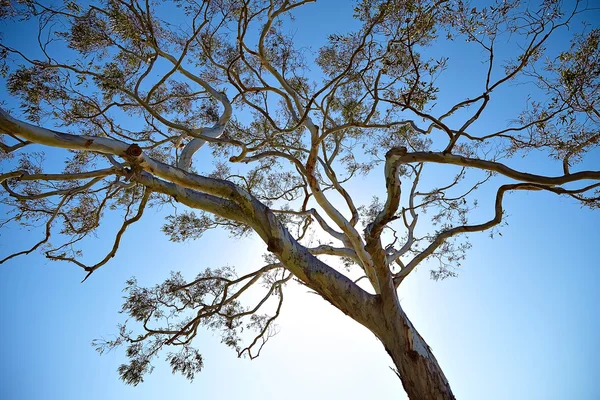 Eukalyptusträd mot vacker himmel, — Stockfoto