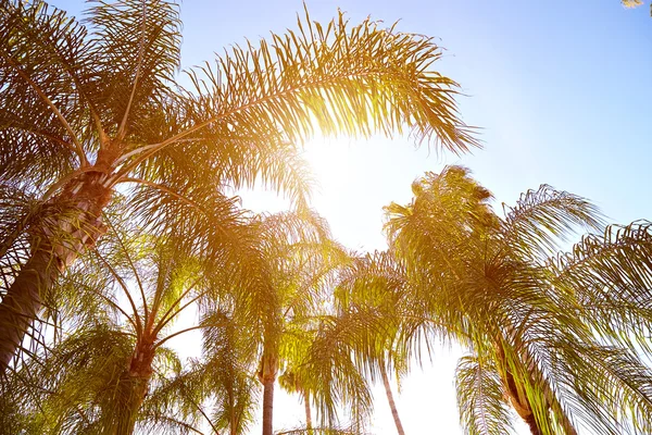 Vue des palmiers contre le ciel Images De Stock Libres De Droits