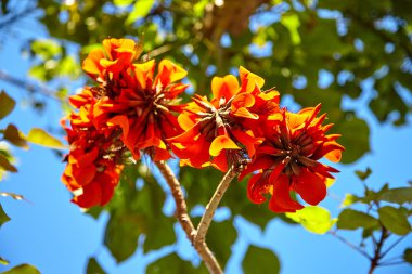 Tropik ağaç üzerinde güzel çiçek