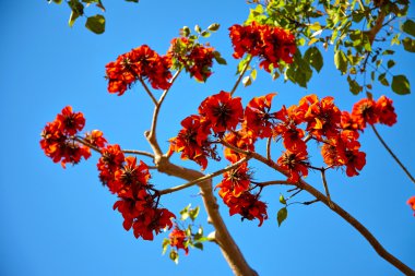 Tropik ağaç üzerinde güzel çiçekler