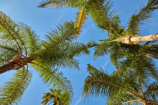 Vista de palmeras contra el cielo — Foto de Stock