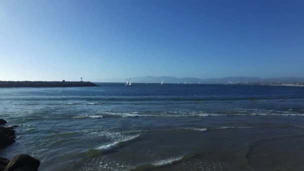 Marina del Rey, California Yelkenliler — Stok video