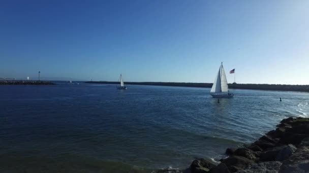 Sailboats in Marina del Rey, California — Stock Video