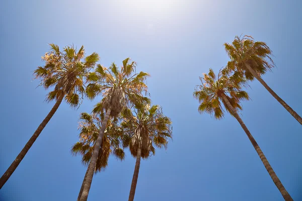 Californië palmbomen tegen de blauwe hemel — Stockfoto