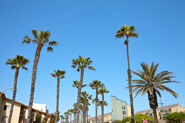 California palm trees against the blue sky — Stock Photo, Image