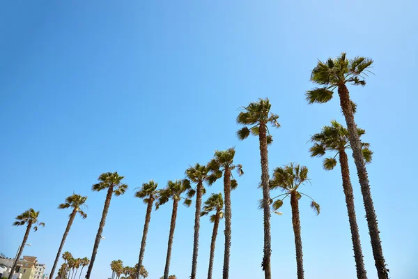 Palmeras de California contra el cielo azul — Foto de Stock