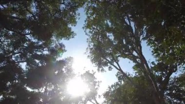 Parkta ağaçların arasından kamera düzgün hareket