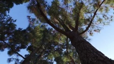 Parkta ağaçların arasından kamera düzgün hareket