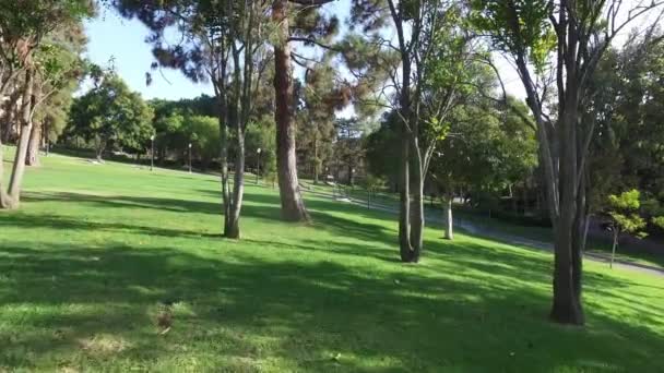 Movimiento suave de la cámara a lo largo de la carretera en el parque — Vídeo de stock