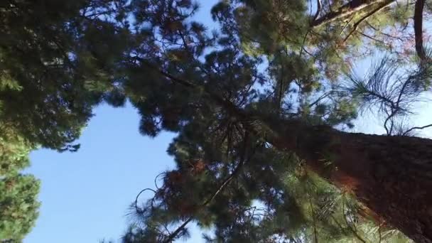 Плавное движение камеры через деревья в парке — стоковое видео