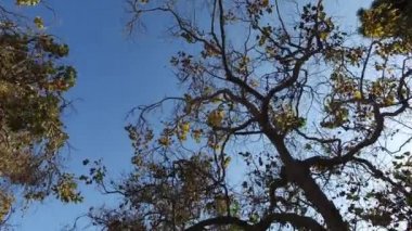Parkta ağaçların arasından kamera düzgün hareket