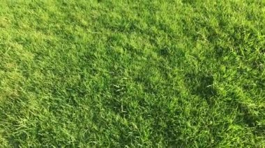 Parkta çim üzerinde kamera düzgün hareket