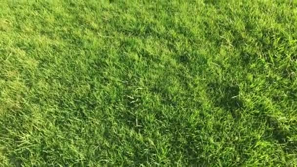 公園の芝の上にカメラの滑らかな動き — ストック動画