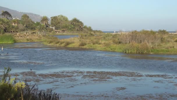 Sunny morning in the Malibu Lagoon State Beach, California — Stock Video