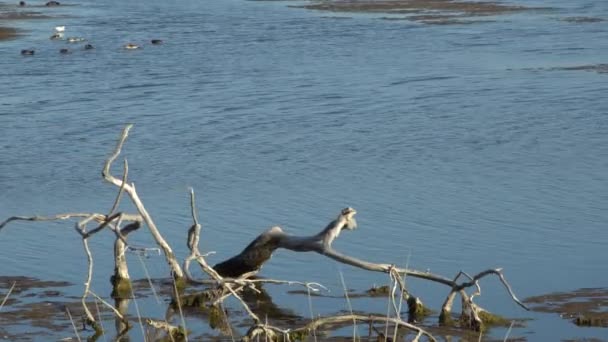 Sonniger morgen im malibu lagunenstaat beach, kalifornien — Stockvideo