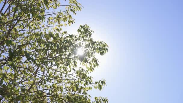 太阳光穿过热带树的树叶.漂亮的镜头照明弹温暖的阳光灿烂的一天。慢动作. — 图库视频影像