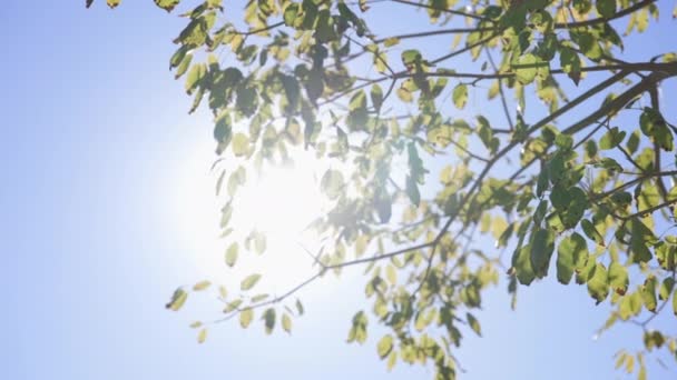 Os raios de sóis fazem o seu caminho através de folhas de árvore tropical. Brilho de lente bonito. Um dia quente de sol. Movimento lento. — Vídeo de Stock