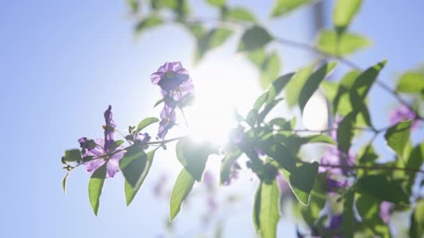 Красивые фиолетовые цветы против голубого неба с облаками. Теплый солнечный день на тропическом острове. крупным планом. В Калифорнии. Медленное движение. — стоковое видео
