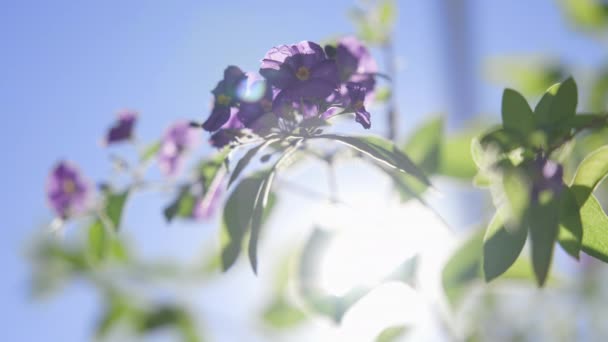 Gyönyörű lila virágok a kék ég ellen, felhőkkel. Meleg napsütéses nap a trópusi szigeten. Közelkép. Kalifornia. Lassú mozgás.. — Stock videók