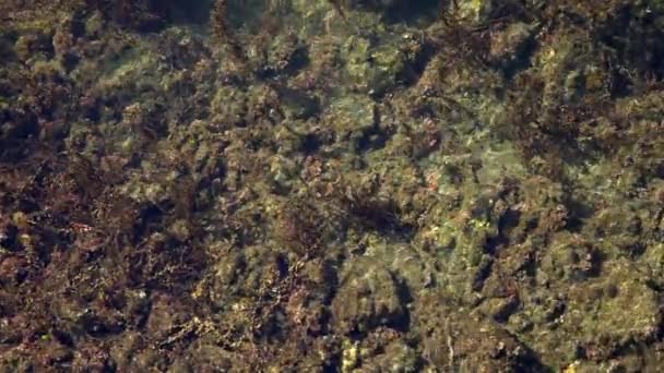 Fondo turquesa con espacio transparente de copia de agua de mar para texto. Superficie del agua de mar en laguna y arrecife de coral. Vista superior transparente turquesa superficie del agua del océano. textura de fondo. — Vídeo de stock