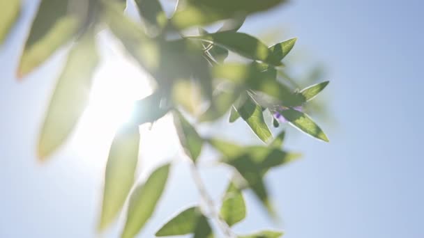 Прекрасні фіолетові квіти проти блакитного неба з хмарами. теплий сонячний день на тропічному острові. Крупный план. Каліфорнія. Повільний рух. — стокове відео