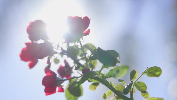 Close-up view of beautiful tropical flower of red color on green bush. Macro shot depth of field. Sunny day in California. Slow motion. — Stock Video