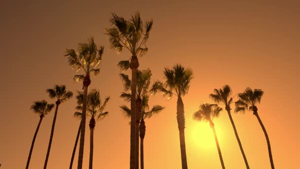 The leaves of a California palm tree sway in the wind against background of sunset. Yellow sun goes down. Slow motion. — Stock Video