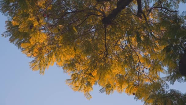 阳光穿过黄叶的热带树的叶子.漂亮的镜头照明弹温暖的阳光灿烂的一天。慢动作. — 图库视频影像